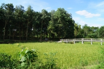 Lăng mộ tổ dòng họ Lê Khắc