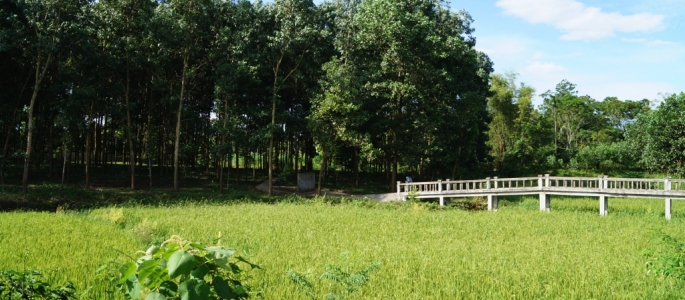 Tế Rằm tháng 7 năm 2013 